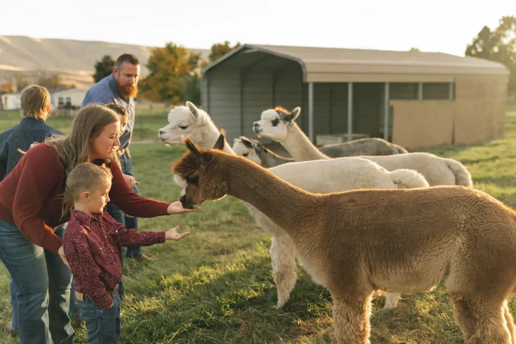 Children and adults feeding alpacas on a farm in a sunny setting.
