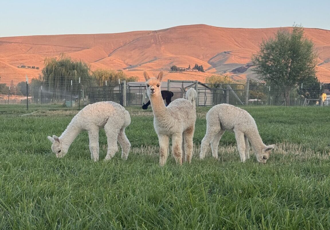 Three alpacas grazing on green grass at sunset with hills in the background.